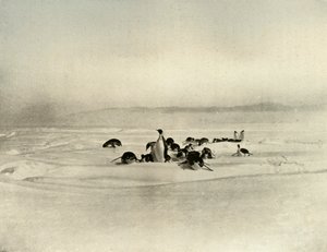 Empereurs en luge, vers 1908, 1909 - Unbekannt