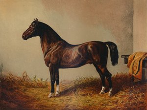 Poney entier Don Carlos, vers 1897