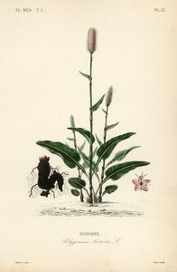 Bistorte - Unbekannt