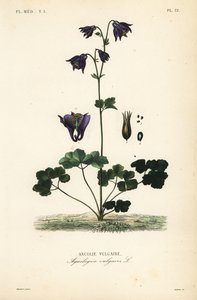 Ancolie vulgaire, Aquilegia vulgaris, Ancolie vulgaire - Unbekannt