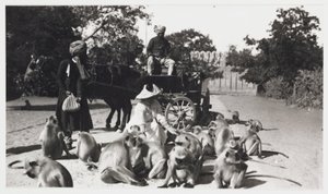 Femme européenne nourrissant une troupe de singes, Inde, vers 1910