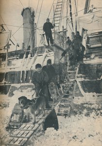 Exercice des chiens, 1936