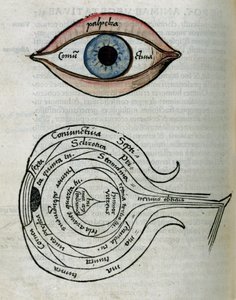 Structure des yeux - Unbekannt