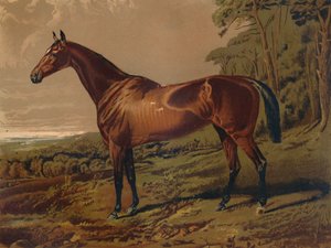 Belle Nell, vers 1879