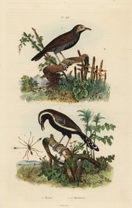 Fée mouche, Mymar pulchellum, fourmilier à franges blanches du sud, Formicivora grisea et fourmilier à gorge noire, Myrmophylax atrothorax melanura - Unbekannt