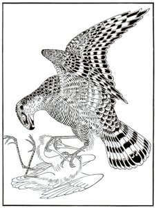 Faucon et aigrette, 16ème siècle, 1886