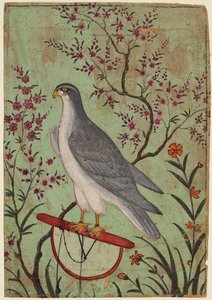 Faucon sur un perchoir, vers 1610 - Unbekannt