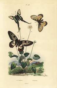 Faux apollon, Archon apollinus 1, dragontail blanc, Lamproptera curius 2, et papillon clair, Cressida cressida 3, herbe de parnassie, Parnassia palustris 4