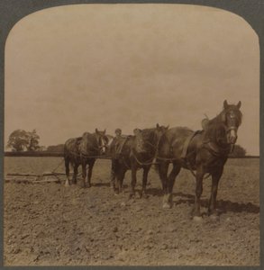 Agriculture en Angleterre - Hersage de la terre, 1909