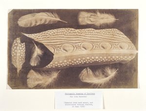 Plumes, vers 1840 - Unbekannt