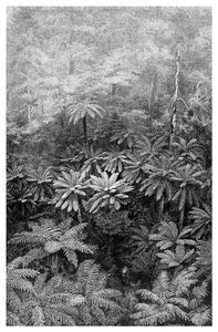 Fern Tree Gully, Australie, 1886
