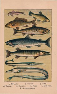 Poisson, 1907 - Unbekannt