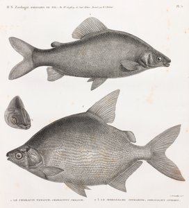 Poissons : Le Characin Nefasch & Le Serrasalme Citharine