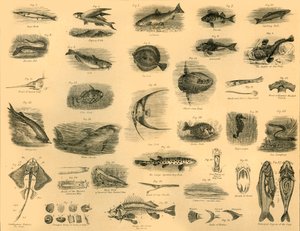 Poissons, vers 1910 - Unbekannt