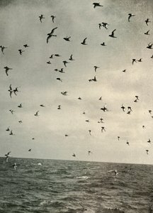 Vol de pétrels antarctiques, vers 1908, 1909