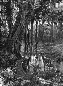 Everglades de Floride, USA