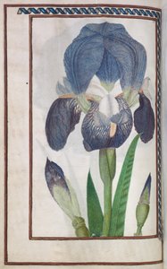 Florilège : page 14 verso iris bleu et blanc, 1608