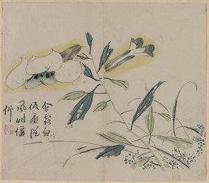 Lys en fleur, 18e siècle
