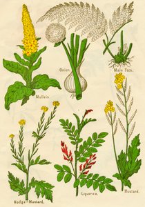 Fleurs : Molène, Oignon, Fougère mâle, Moutarde noire, Réglisse, Moutarde, vers 1940 - Unbekannt