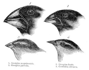Quatre des espèces de pinsons observées par Darwin aux îles Galápagos