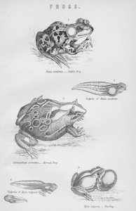 Grenouilles, 19e siècle