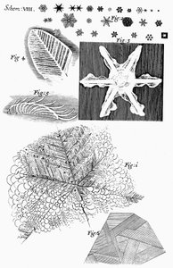 Matériaux gelés vus par le microscopiste anglais Robert Hooke, 1665