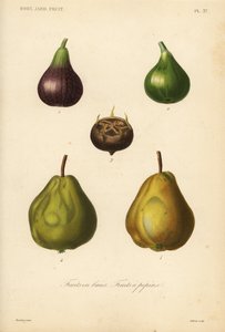 Fruits à pépin et fruits en baie - Unbekannt