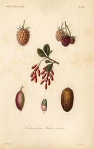 Fruits, noix et baies