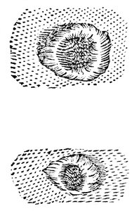 Dessin de cratères lunaires par Galilée, 1611, vers 1655