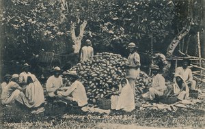 Récolte de cacao, Trinidad, B.W.I., début du 20ème siècle