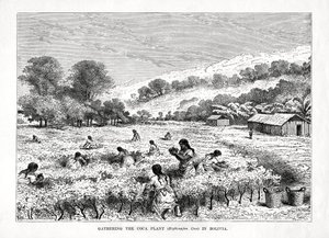 Récolte de la plante de coca Erythroxylum coca en Bolivie, 1877