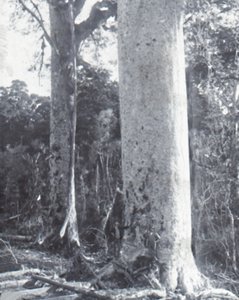 Géant Kauri, fin XIXe-début XXe siècle - Unbekannt