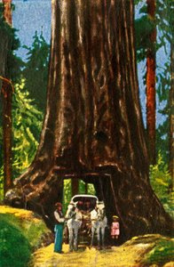 Séquoia géant en Californie