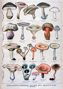 Champignons bons et mauvais