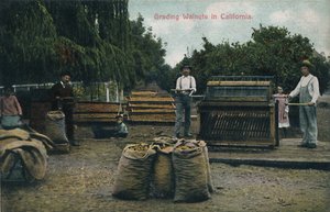 Tri des noix en Californie, vers 1910