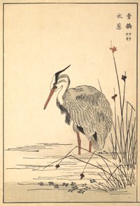 Héron cendré Aosagi et plante Mizu-aoi - Unbekannt