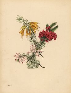 Grande bruyère fleurie, bruyère rouge vif, bruyère en porcelaine, solitude - Unbekannt