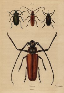 Grand capricorne, Enoplocerus armillatus, Aegosoma scabricorne, Pyrodes nitidus et Prionus desmaretii - Unbekannt