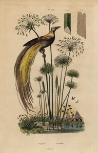 Grand oiseau de paradis, Paradisaea apoda, et papyrus, Cyperus papyrus - Unbekannt