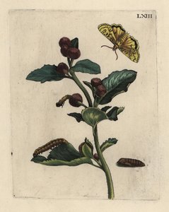 Bardane, Arctium lappa, avec papillon, chenille et chrysalide - Unbekannt