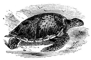 Tortue verte Chelone mydas - Unbekannt