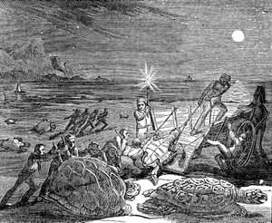 Tortues vertes et tortues caouannes capturées sur la côte de Cuba, 1832 - Unbekannt