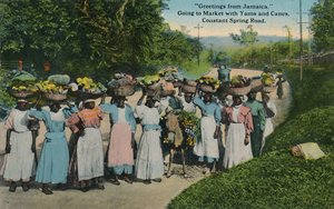 Salutations de la Jamaïque. Aller au marché avec des ignames et des cannes. Constant Spring Road, 1913