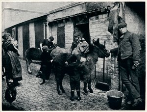 Toilettage des ânes costers, Londres, vers 1903
