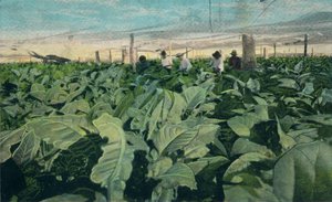 Culture du tabac, Cuba, 1909 - Unbekannt