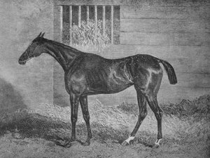 Gulnare, XIXe siècle, 1911
