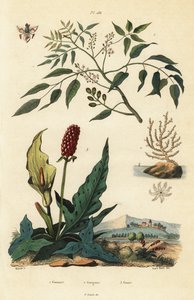 Gumbo-limbo, Bursera simaruba 1, éventail de mer large ou gorgone verruqueuse, Eunicella verrucosa 2, et gouet, Arum maculatum 3, Gomart, Gorgone, Gouet