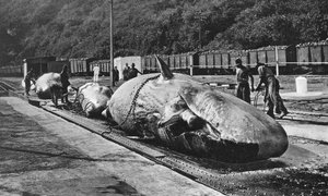 Manipulation des baleines au Bluff, Durban, Afrique du Sud - Unbekannt