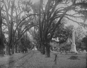 Mousse suspendue sur chêne vivant, Savannah, Géorgie, vers 1897