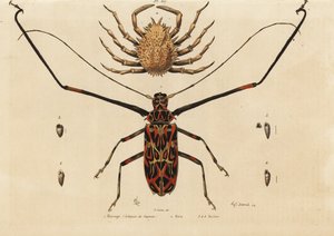 Coléoptère arlequin, Acrocinus longimanus 1, et crabe araignée européen, Maja squinado 2, Macrope (arlequin de Cayenne), maia, maillots